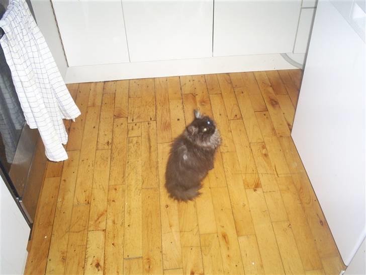 Norsk Skovkat Nala billede 3