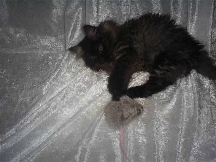 Norsk Skovkat Nala billede 4