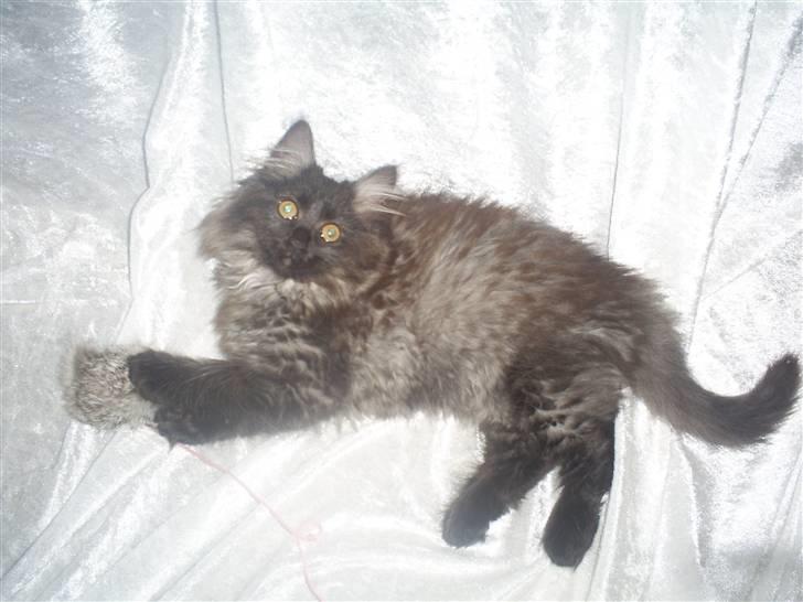 Norsk Skovkat Nala billede 5