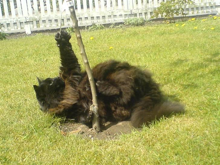 Norsk Skovkat                            Prinsesse Lotte - Velkommen til Lotte´s profil :) billede 1