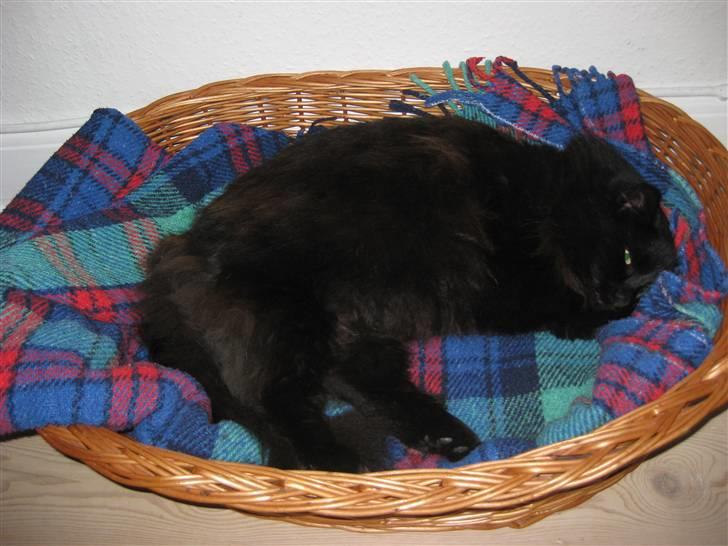 Norsk Skovkat                            Prinsesse Lotte - Det er så dejligt at ligge og putte i sin kurv :D billede 2
