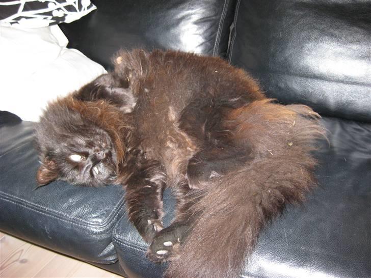 Norsk Skovkat                            Prinsesse Lotte - arh, lige været ude og rulle i haven og så komme ind på sofaen, så kan det ikke blive bedere :P billede 3