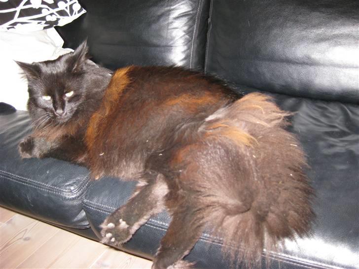 Norsk Skovkat                            Prinsesse Lotte - fylder jeg.? :P billede 4