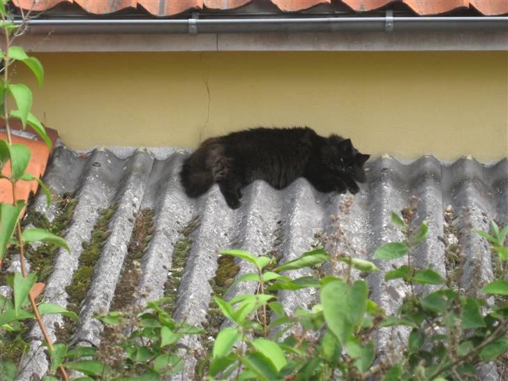Norsk Skovkat                            Prinsesse Lotte - Er det da ikke mig der ejer det hele? nå, jeg havde ellers lige skræmt naboens 2 hankatte væk for at ligge på hans garagetag :D billede 5