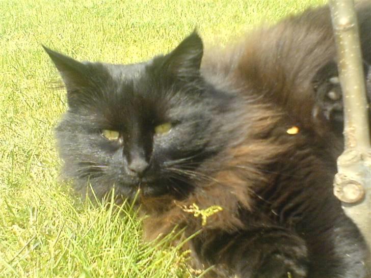 Norsk Skovkat                            Prinsesse Lotte - Jeg ved godt jeg er lækker, men er det ensbetydende med at du hele tiden skal tage billeder ? <3 billede 6