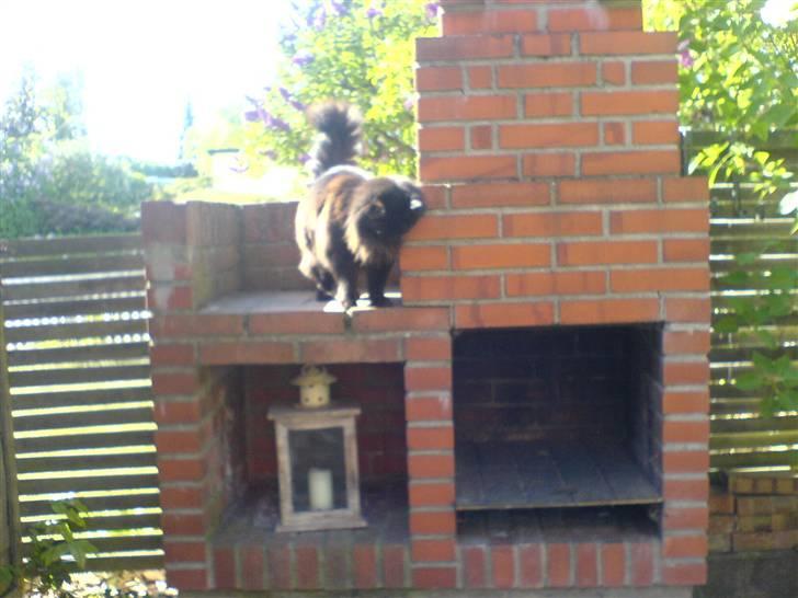 Norsk Skovkat                            Prinsesse Lotte - skal pejsen også lige kæles.? :) billede 7