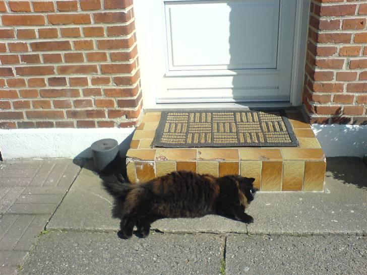 Norsk Skovkat                            Prinsesse Lotte - kom og luk mig ind ! billede 8