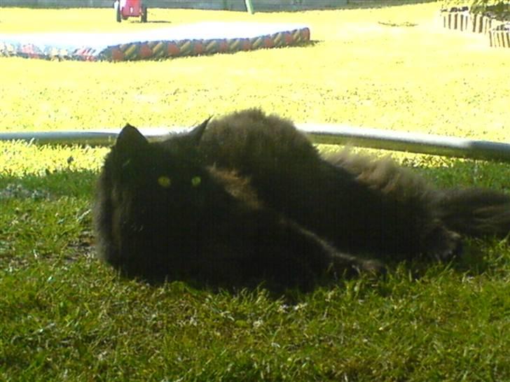 Norsk Skovkat                            Prinsesse Lotte - om sommeren er det så varmt med al den pels, men så er det jo godt at ligge under trampolinen hvor der er skygge (: billede 9