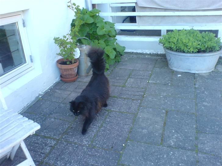 Norsk Skovkat                            Prinsesse Lotte - gider ikke alle de billeder, nu går jeg altså ! billede 10