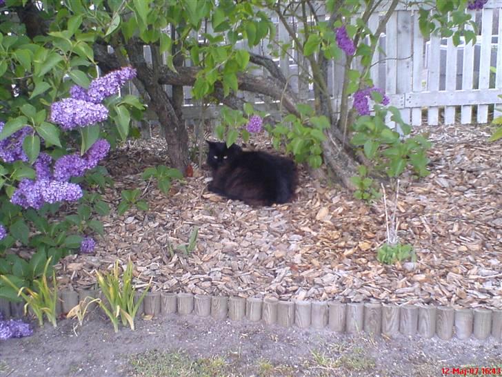 Norsk Skovkat                            Prinsesse Lotte - Er jeg ikke køn her under dette træ. Lilla er lige min farve :) billede 11