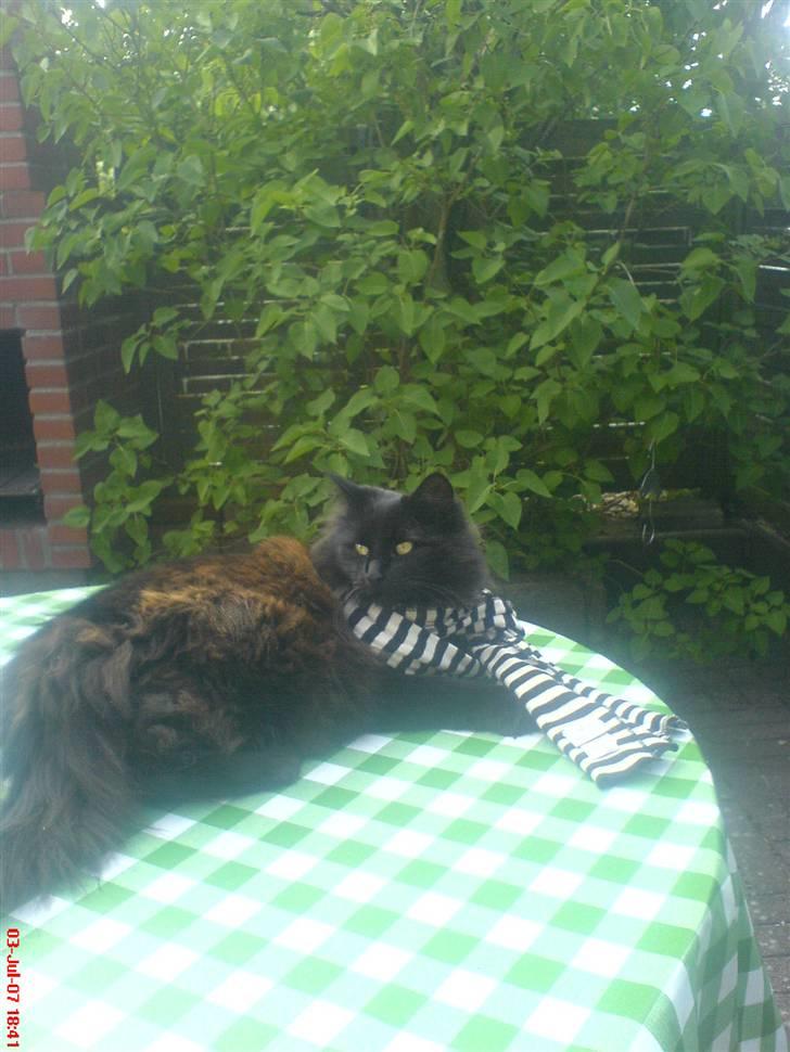 Norsk Skovkat                            Prinsesse Lotte - Halstørklæde, come on katte, det er nyeste mode :D billede 12