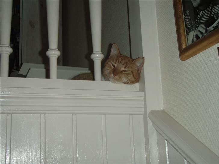 Huskat Donna. - Ser jeg mon syner ? (: billede 11