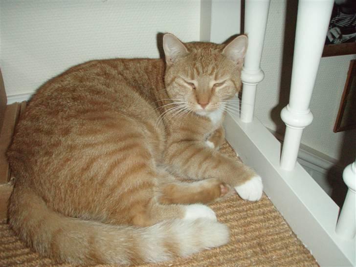 Huskat Donna. - Rund som en kugle (:<3 billede 12