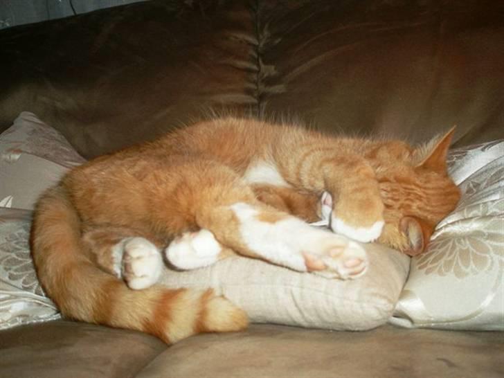 Huskat Speedy billede 2