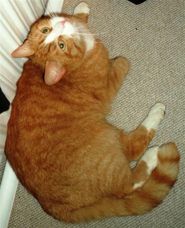 Huskat Speedy billede 3