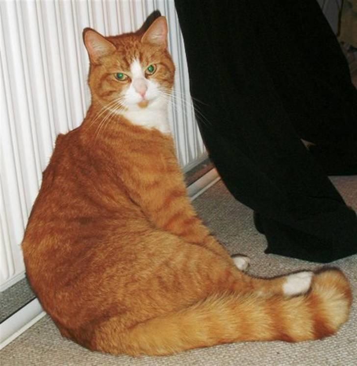 Huskat Speedy billede 4