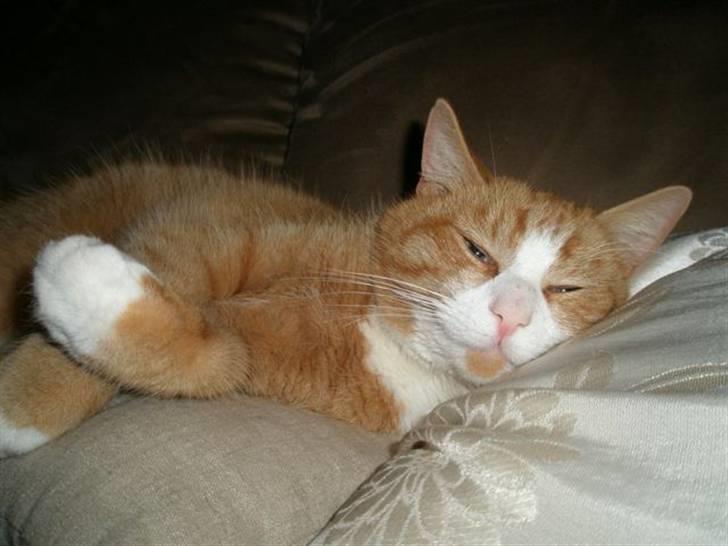 Huskat Speedy billede 5