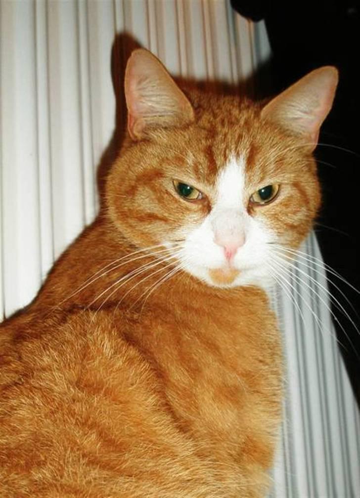 Huskat Speedy billede 6