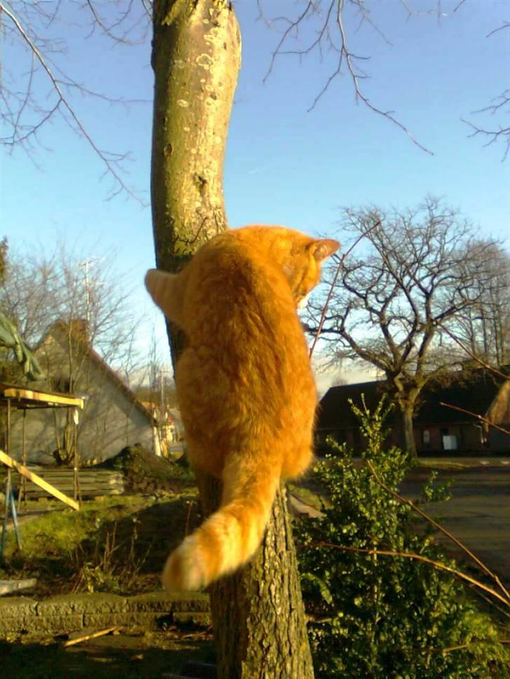 Huskat Speedy billede 7