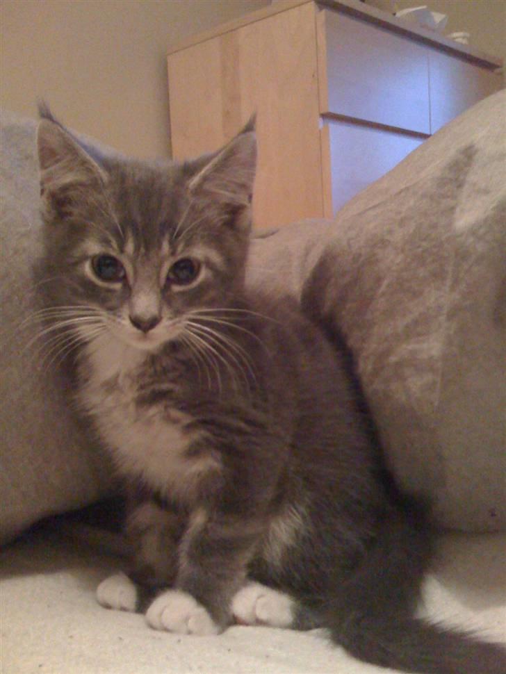 Maine Coon Alfred - Alfred, 12 uger, da han lige er ankommet til sit nye hjem d. 4/1-09 :) billede 1