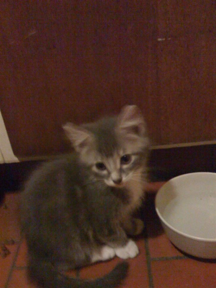 Maine Coon Alfred - Alfrede da han var 10 uger.  billede 2