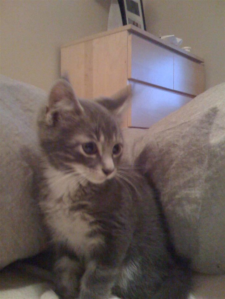 Maine Coon Alfred - Alfred, 12 uger.  billede 3