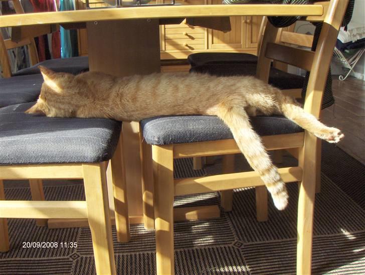 Huskat Eigil<3 billede 15