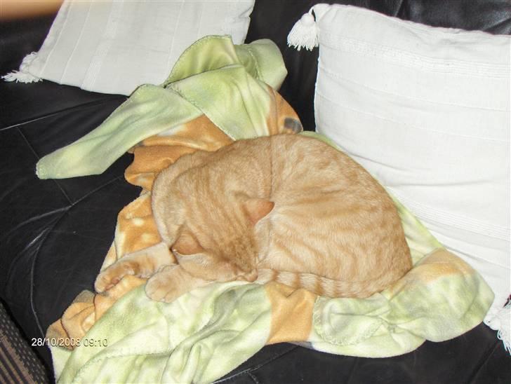 Huskat Eigil<3 billede 16