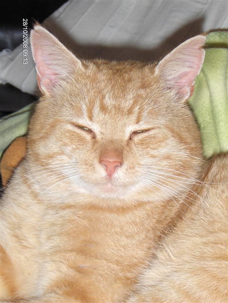 Huskat Eigil<3 billede 17