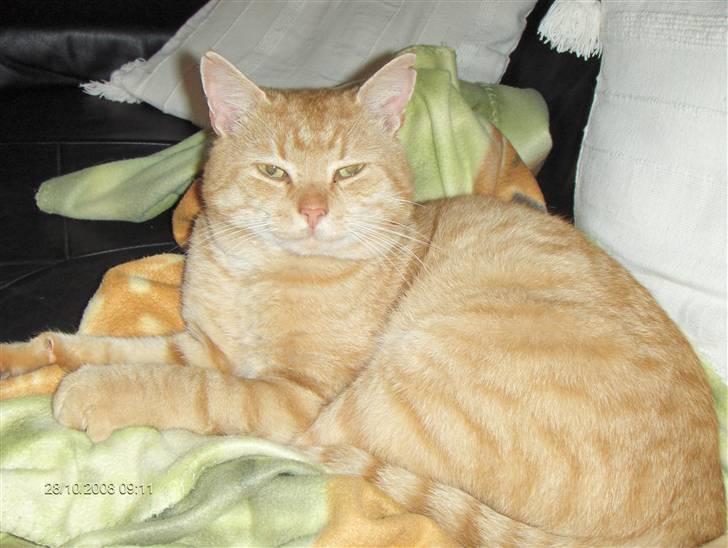 Huskat Eigil<3 billede 18