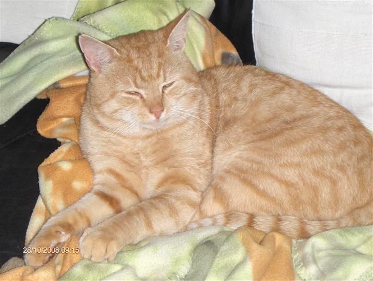 Huskat Eigil<3 billede 19