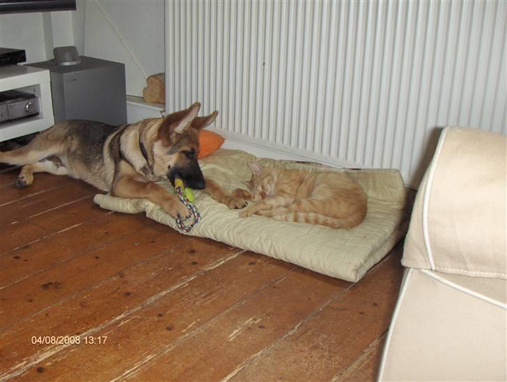 Huskat Eigil<3 billede 20