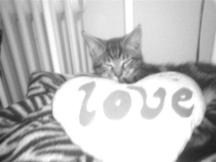 Blanding af racer CILLE billede 17