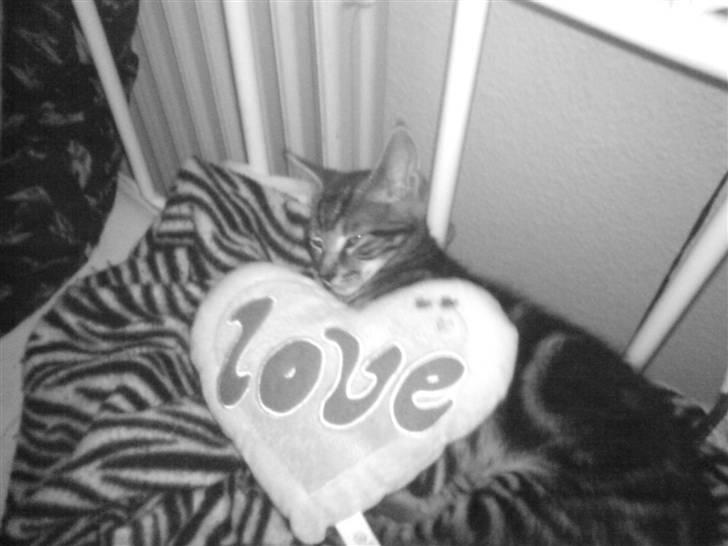 Blanding af racer CILLE billede 18