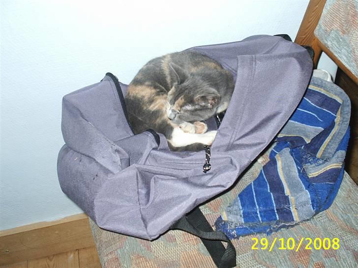 Blanding af racer R.I.P *Berta* billede 1