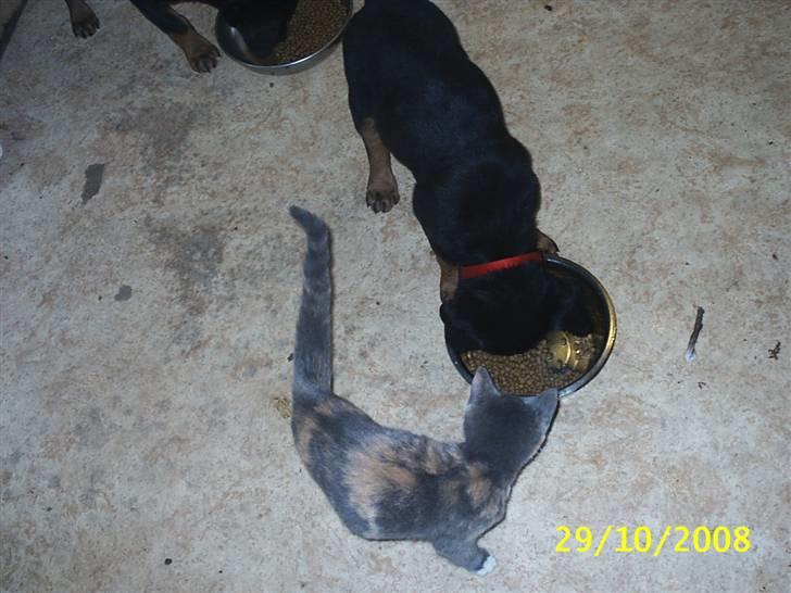 Blanding af racer R.I.P *Berta* billede 2