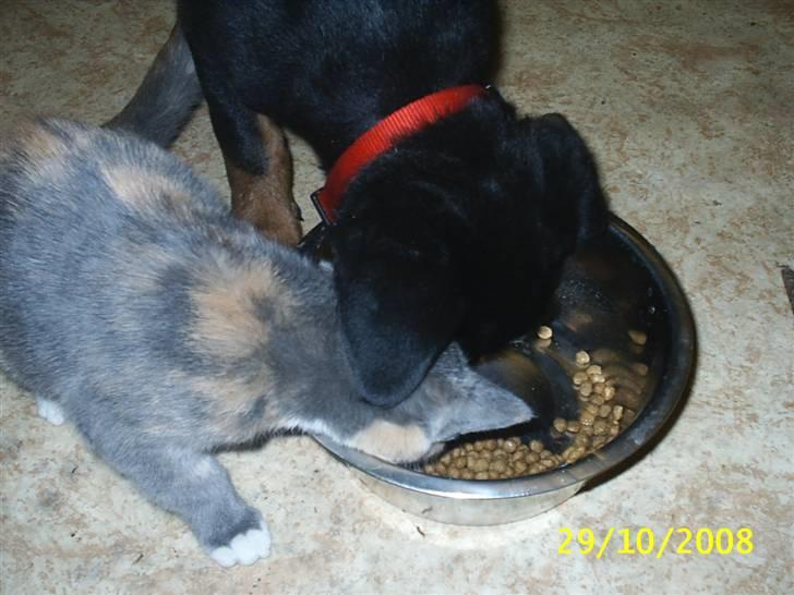 Blanding af racer R.I.P *Berta* billede 3