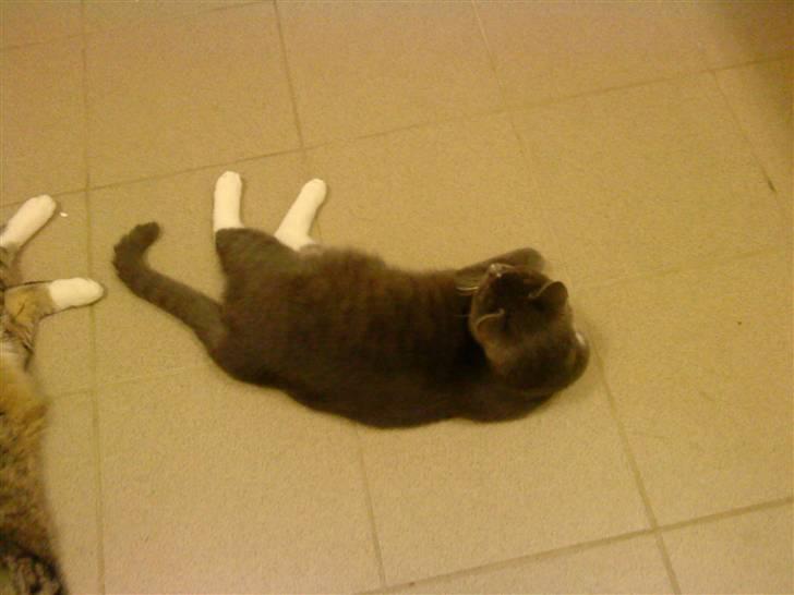 Huskat Bastian - Nyt. Bastian 8 mdr. billede 10