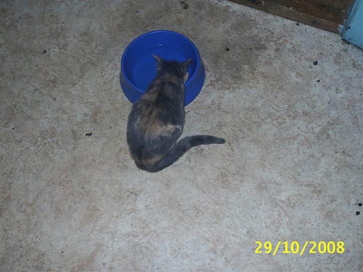 Blanding af racer R.I.P *Berta* billede 4