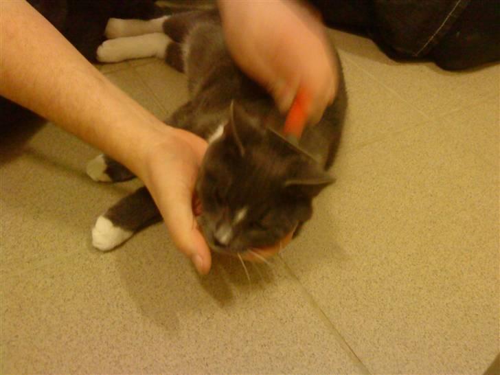 Huskat Bastian - Nyt. Bastian 8 mdr. "det dejligt at blive børstet" billede 11