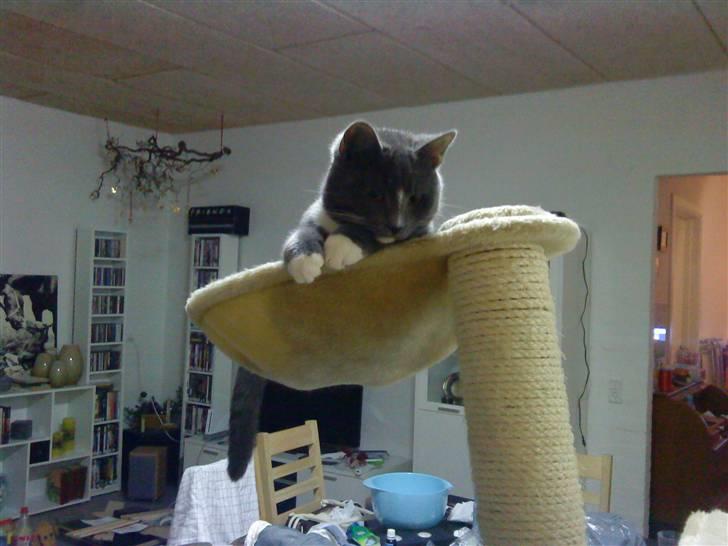 Huskat Bastian - Nyt. Bastian 8 mdr. billede 12