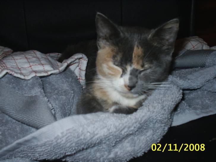 Blanding af racer R.I.P *Berta* billede 5