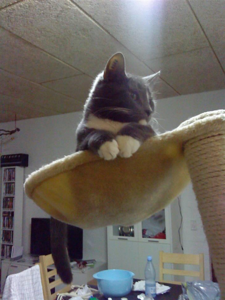 Huskat Bastian - Nyt. Bastian 8 mdr. billede 13