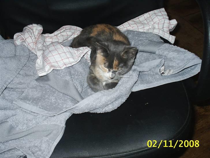 Blanding af racer R.I.P *Berta* billede 6