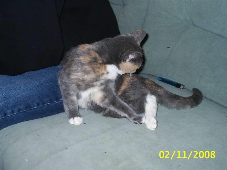 Blanding af racer R.I.P *Berta* billede 7