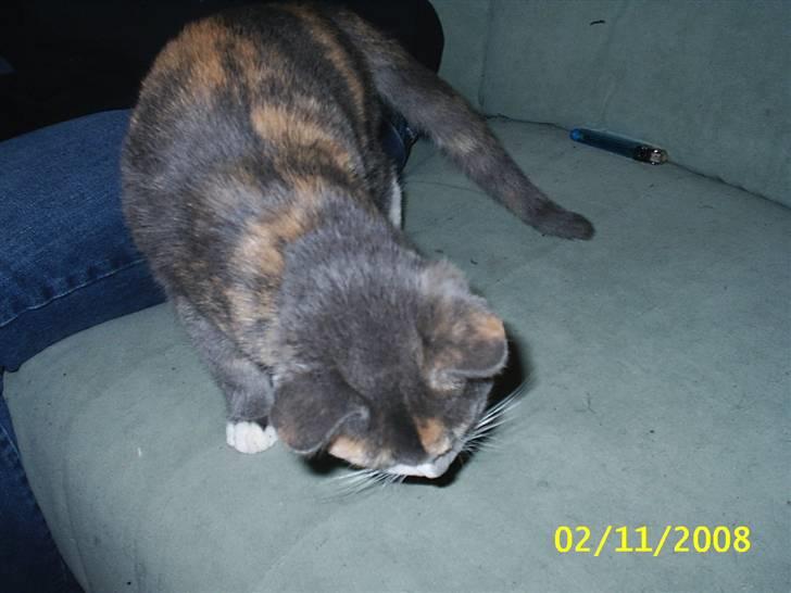 Blanding af racer R.I.P *Berta* billede 8