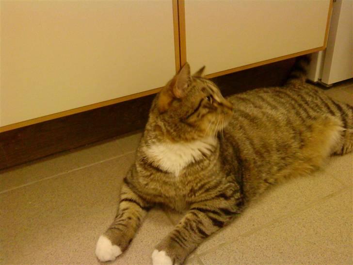 Huskat Emil - Nyt. Emil 8 mdr. billede 12