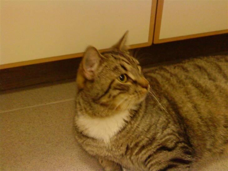 Huskat Emil - Nyt. Emil 8 mdr. billede 13