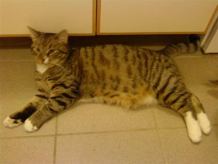 Huskat Emil - Nyt. Emil 8 mdr. billede 14