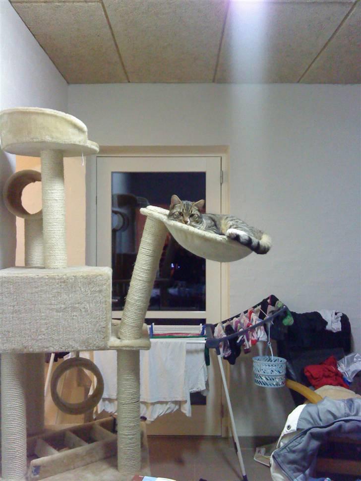 Huskat Emil - Nyt. Emil 8 mdr. (hængekøjen knækkede kort efter ) billede 15